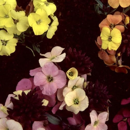 Plant World Seeds - Erysimum Bowles Mauve Hybrids Seeds (Perennial Flower Seeds)