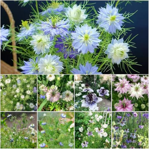 vergine in lo verde - semi di interni giardino di semi estate nigella sativa coperto resistente giardino balcone esotico in 125pcs
