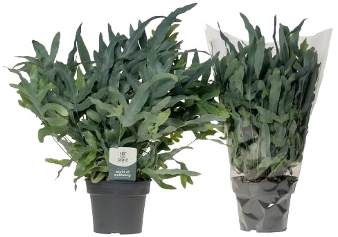 Helecho Azul Natural Planta Tropical para Interiores Exóticos