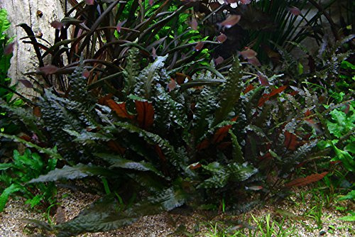 Wasserkelch Mi Oya/Cryptocoryne wendtii 'Mi OYA' - Aquarium-Pflanze, 1 Bund