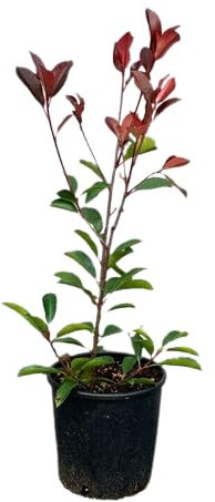 Photinia Natural Arbusto Perenne de Exterior con Belleza Natural y Cuidado Fácil