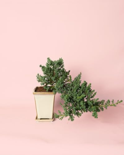Bonsái Juniperus Cascade | Planta Natural | Pur Plant