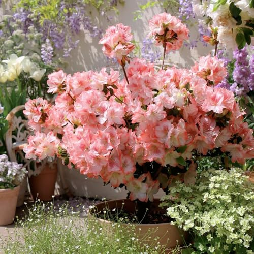 semi di rododendro, d'appartamento di azalee aiuola, esotiche resistenti di perenni rialzati decorativi, resistenti 50pcs