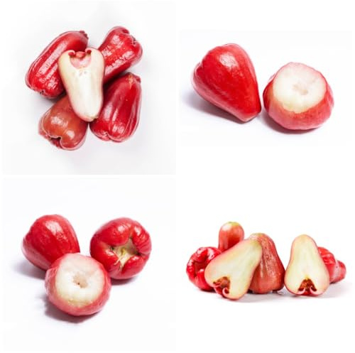 Semi di Syzygium samarangense - semi di da frutto frutteto da balcone semi di per il giardino da balcone da frutto nani 80pcs