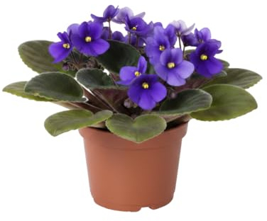 DECOALIVE Violeta Africana Saintpaulia Ionantha Maceta 12 cm Altura 20 cm Planta de Interior con Flor Natural