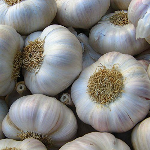 GARLIC SEEDS PACK OF 30 CLOVES FROM 3 BULBS - 'Bella Italiano' GARLIC -PLANTING NOW