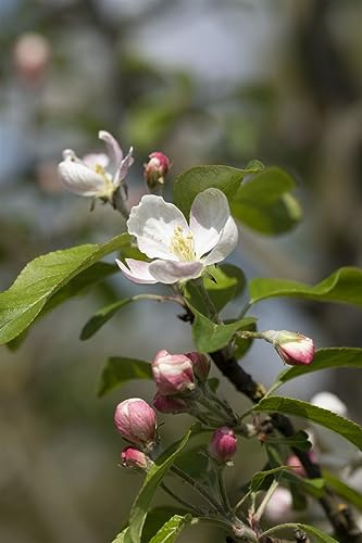 Apfelbaum Malus domestica Gloster 69 40 cm Stammhöhe winterhart | Ertragreich, sonniger Standort, pflegeleicht, saftige Aepfel, ideal fuer Garten und Obstwiese