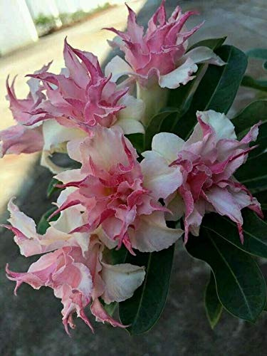 50 Double White Pink Clematis Seeds Bloom Climbing Perennial Flowers Seed Flower Vine Climbing Perennial