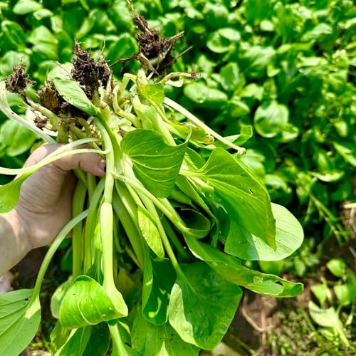 I semi di Pak Choi sono resistenti all'inverno, biologici, varietà antiche senape cinese rare, per balconi 200pcs