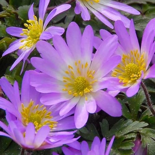 12 unità Anemone Blanda 'Charmer' - Anemone Greco Vaso 9x9cm ±1 m² - Fiori Rosa, Perfetta per Giardini e Aiuole, Facile da Coltivare