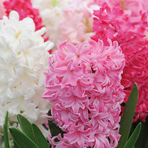 Thompson & Morgan Indoor Garden Patio Flowers Hyacinth Bulbs Hardy Indoor Plant, Berries and Cream Mixture with Pink Flowers, Supplied as 32 x Hyacinth Berries & Cream Mixture Bulbs (Size 16/17)