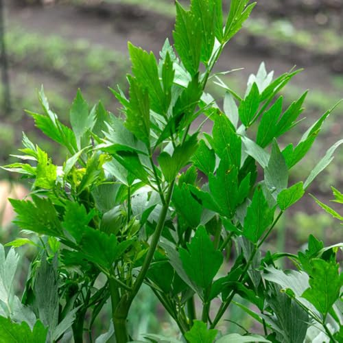 semillas de apio organicas, antiguas, frescas de apio perennes, frescas, raras, 60pcs