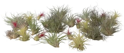 Plant in a Box - Tillandsia mélange de plantes - Set de 24 - Plantes aériennes vraies - Plantes d'ambiance - Plantes d'intérieur - Hauteur 5-15cm
