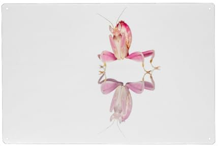artboxONE Metall-Poster 40x60 cm Tiere Eine Orchideen Gottesanbeterin von Künstler Die Welt Tanzt Farben