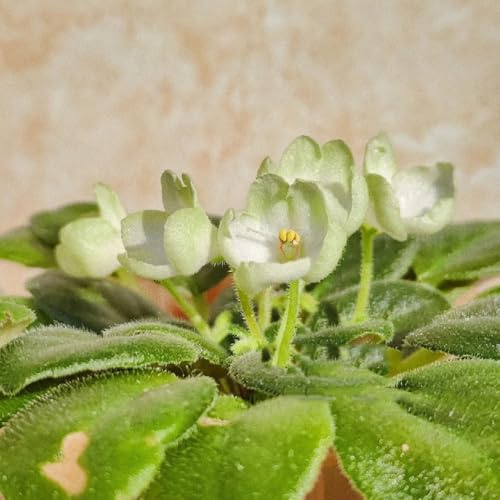 usambaraveilchen topfpflanzen echt blumensaat blumensamen veilchen balkon deko wildblumensamen herbstaussaat pflanzensamen zimmerpflanzen wildblumen balkonblumen schnittblumen 180samen