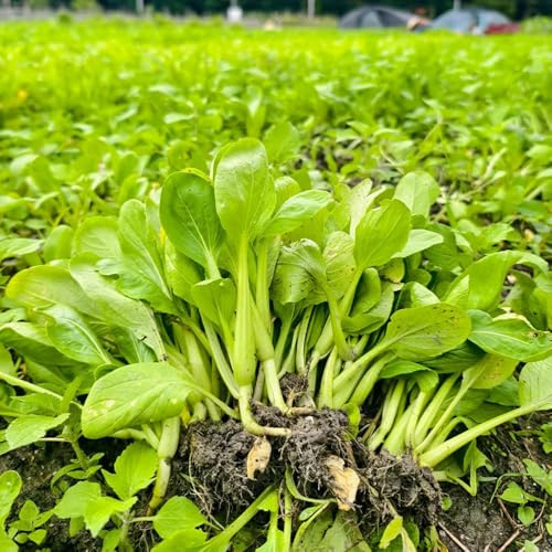 Semillas de Pak Choi orgánicas - balcón, resistentes hojas mostaza china exóticas, variedades tradicionales 800pcs