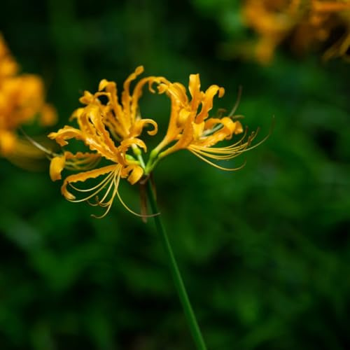 bulbi di giglio ragno - Lycoris radiata - rare resistenti esterno, balcone 8pcs