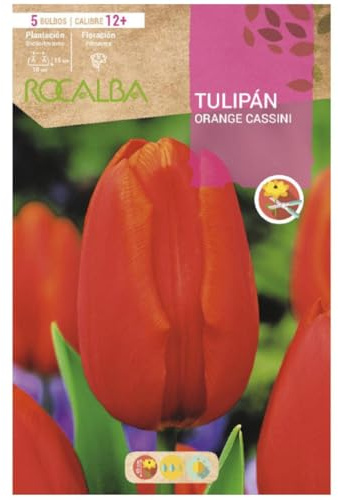Bulbo Tulipán Orange Cassini -Naranja Salmon Moteado