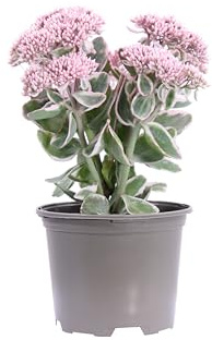 eGarden.store - Pianta vera di Sedum Telephium La Vie En Rose - Altezza pianta15 cm Diametro vaso: 13 cm - Pianta succulenta ornamentale da esterno fiori rosa