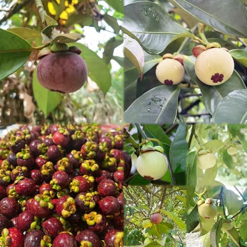 semi di mangosta Semi colonnari resistenti giardino rocce resistenti colonnari resistenti 85pcs