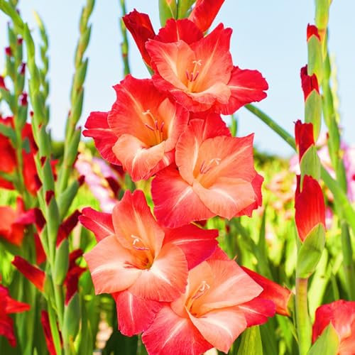 Gladiolus Bulbs-Gladiolus Plans,Garden Flowers,Wedding Flowers,Hardy Perennial,Plant Bulbs-3bulbs-a