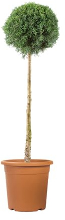 KENTIS - Ciprés Azul - Cupressus Arizonica Fastigiata Glauca - Planta Perenne de Exterior - H 125/150 cm Maceta de 30 cm