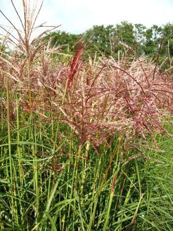 Chinagras Ferner Osten Miscanthus sinensis Ferner Osten Extra Solitär im 10 Liter Pflanzcontainer
