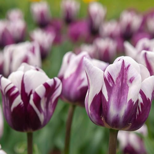Wunderschöne Tulpen mit seltenen Farben, winterhart, mehrjährig, pflegeleicht, Blickfang in Gärten und Innendekorationen-3 Wurzel-I