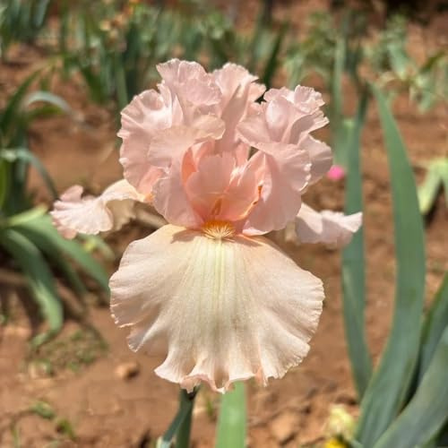 Bulbi di iris, iris, tappezzante e resistente da giardino da interno serra intern di resistenti al pieno sole giardino 4pcs