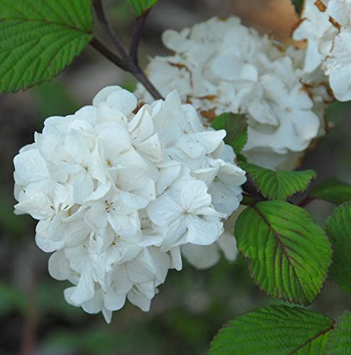 Japanischer Schneeball Popcorn 40-60cm - Viburnum plicatum - lebende Gartenpflanze aus den Baumschulen