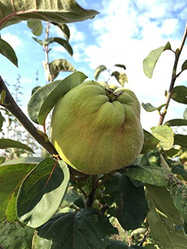 Quitte Radonia, Busch im 7,5 Liter Topf, 60 cm Stammhöhe