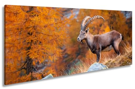Leinwandbild Im Herbstgold steht der Steinbock stolz und unerschütterlich. Panorama 80x40cm XXL Kunstdruck Bild auf Keilrahmen/Wandbild/Wohnzimmer Dekoration
