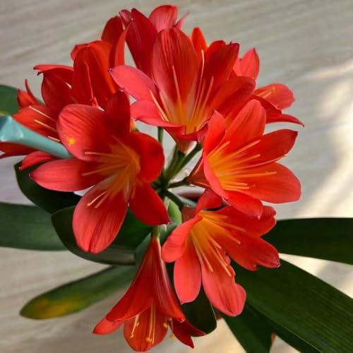 50 piezas Semillas de clivia de balcón resistentes exóticas resistentes semillas otoño pradera