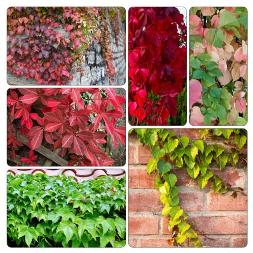 Wilder Wein - kräutersamen hochbeete für garten topfpflanzen draußen winterhart heilkräuter grünpflanzen zimmerbonsai bonsai dekopflanzen dachbegrünung kräuterpflanzen exotische 600samen