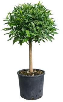 Pianta di Mandarino Satsuma Miyagawa (vaso - 20) - Immagine reale