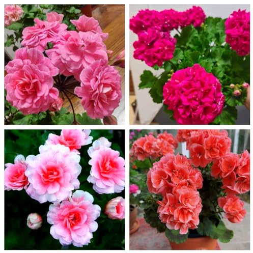 15+ Mixed Geranium Seeds - Non-GMO Adaptable Flowers, Fragrant Showy Blooms, for Balcony & Garden Decoration