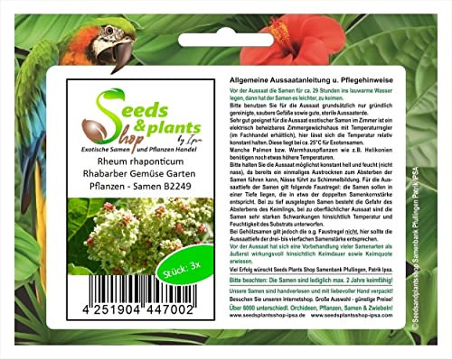 Stk - 3x Rheum rhaponticum Rhabarber Gemüse Garten Pflanzen - Samen B2249 - Seeds & Plants Shop by Ipsa