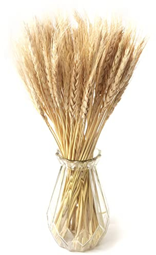 100PCS Fleurs séchées Blé Naturel Décoration Bouquet Blé pour Mariage Décor Maison Balcon Fête Table Vase (Beige)