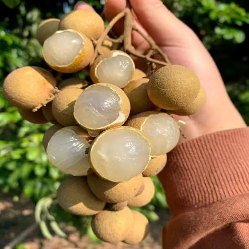 longan bonsai bäumchen kaufen pflanzendeko säulenobstbäume biosaatgut balkon deko indoor kräutergarten wildkräuter longansamen kräuterpflanzen stauden winterhart mehrjährig obstsamen 10samen