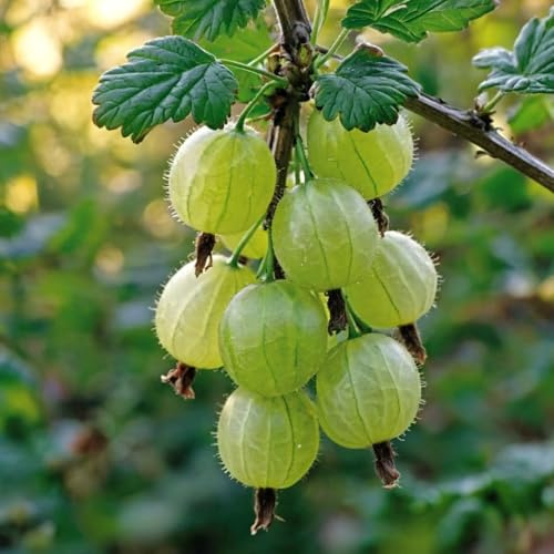 Uva Spina Verde – Pianta – Arbusto Da Frutto Resistente, Qualità Olandese Per Giardino E Vaso – 2 Piante – Senza Semi, Senza Bulbi E Non Artificiale