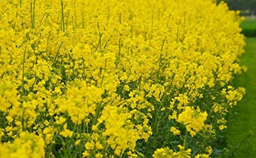 Rapeseed Trophy by Farmers Daughters Seeds