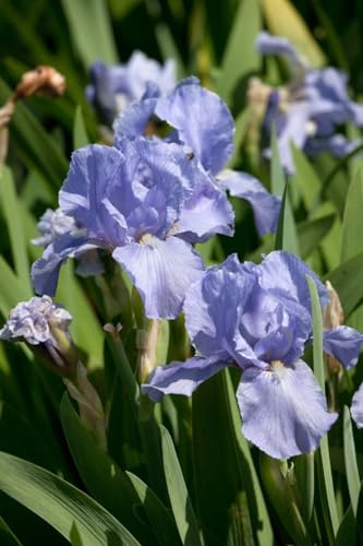 Iris x barbata-elatior 'Az Ap' 11x11 cm Topf – Winterhart, Mehrjährig, Pflegeleicht – Bart-Iris – Staude für Beet & Rabatte