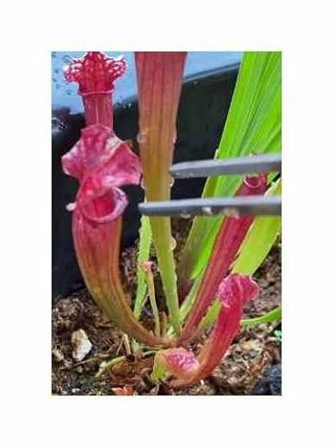 Stk - 5x Sarracenia rubra ssp. Jonesii Cesars Head Kannenpflanzen - Samen B232 - Seeds & Plants Shop by Ipsa