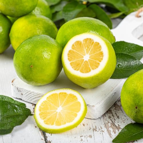 semillas de limonero - balcón resistentes orgánicas variedades antiguas interior orgánicas 90pcs