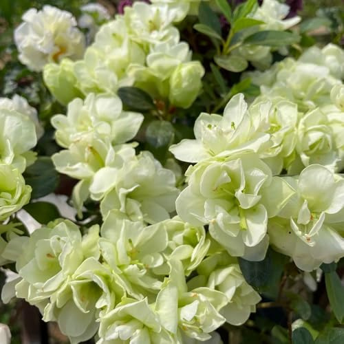 semi di rododendro, azalea, Giardino roccioso: resistenti al pieno sole da giardino Vecchie varietà resistenti rampicanti recisi da balcone balcone 10pcs