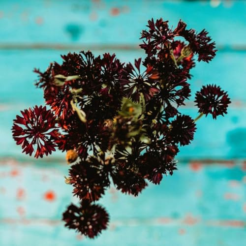 Black Ball Cornflower - 250 Seeds - Heirloom Bachelors Buttons Variety, Unique Black Flowers, Non-GMO Heirloom Cornflower Seeds for Planting in The Home Garden, Thresh Seed Company