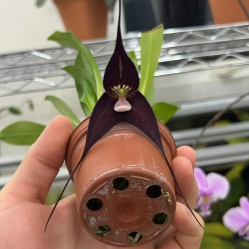 orchidea scimmia - balcone in vaso semi di tappezzanti resistenti al freddo giardino di interno ufficio sempreverdi 200semi