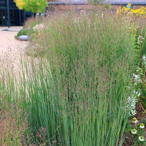 Carbeth Plants - Panicum virgatum Heavy Metal Plant 2 x 9cm Pot - Low Maintenance Blue Switch Grass - Tall Growing Ornamental Prairie Grass - Ideal for Beds, Borders or Patio Pots