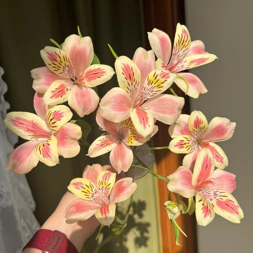 alstroemeria - indoor deko winterharte stauden balkon mehrjährige 650samen