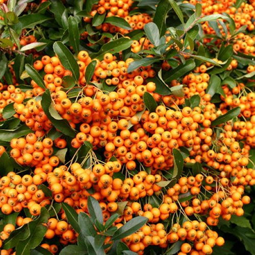 1 X PYRACANTHA 'Orange Glow' Evergreen Shrub Hardy Garden Plant in Pot (9cm Pot, 20-30cm)